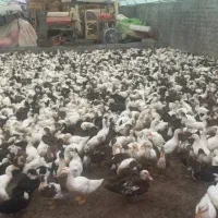 اردک محلی پرورش داده شده در مزارع استان گیلان|حیوانات مزرعه|اسالم, |دیوار