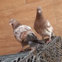 جوجه برنجی