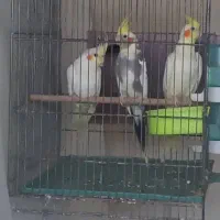 فروش یک جفت عروس هلندی با جوجه و قفس