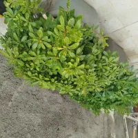 گل ‌خدمات‌‌باغبانی‌‌سمپاشی‌هرس‌کاشت‌نهال