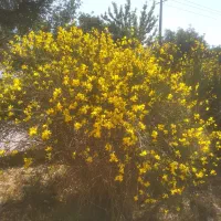 انواع خدمات باغداری