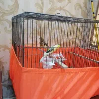 جفت قناری|پرنده|شادگان, |دیوار