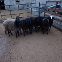 بره نر چاق|حیوانات مزرعه|بوئین زهرا, |دیوار