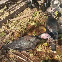 بوقلمون خانگی ارگانیک