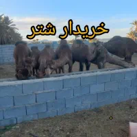 شترماده هاشی لوک