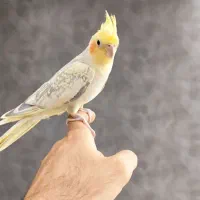 طوطی عروس هلندی ماده فروش و معاوضه با نر بالغ|پرنده|اندیشه, اندیشه فاز ۱|دیوار