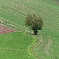 زمین سندار در بزین