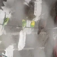 کبوتر زینتی|پرنده|بندر دیر, |دیوار