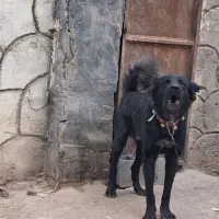 سگ گله و نگهبان