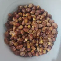 قصب شیرین مثل قند