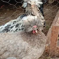 مرغ سلطان مرغ برهما  تخم گزار