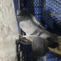 کبوتر ماده پروازی