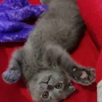 اسکاتیش بلو با اصالت