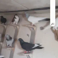 ۲تا دسته کفتر سوراخ زد خوردی داش