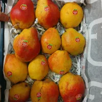 گلابی درگزی|عمده‌فروشی|ایجرود, |دیوار