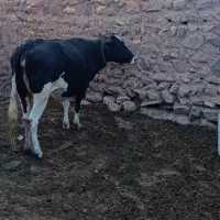 گاو دورگه|حیوانات مزرعه|چاراویماق, |دیوار