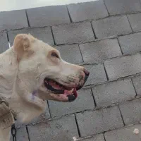 سگ گم شده با بالا ترین مجدگانی