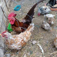 جاپنیز مینیاتوری با ۶جوجه یک هفته ای|حیوانات مزرعه|اردبیل, |دیوار