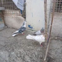 کفتر بوم پرشی|پرنده|مشهد, ویلاشهر|دیوار