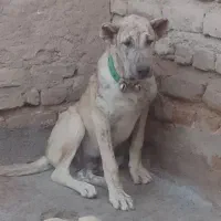 سگ جنس دار|سگ|تایباد, |دیوار