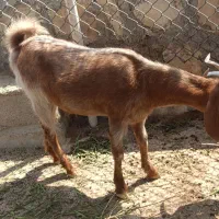 کهره. ماده برخورده