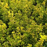 شمشاد طلایی ونعنایی تعداد 1300عدد موجوده|حراج|عباسآباد, |دیوار