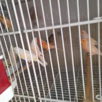 قناری ماده آماده