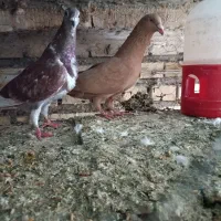 کبوتر|پرنده|شوشتر, |دیوار