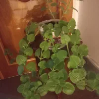 ختمی زینتی بودار|گل و گیاه طبیعی|اهر, |دیوار