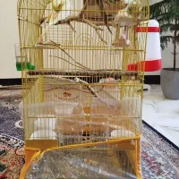 عروس هلندی فول دستی با ماده+قفس و لوازم های داخلش