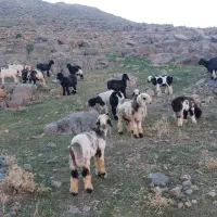 تعدادی بره نره چاق مست  بره ایلاقی بفروش میرسد