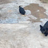 سگ پامر|سگ|مسجد سلیمان, |دیوار