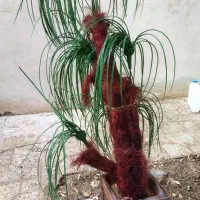گل آپارتمانی 350هزارتومان