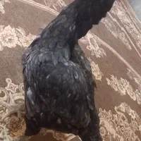 مرغ و خروس سالم فروشی|حیوانات مزرعه|سراوان, |دیوار