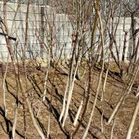 نهال گردو درجه یک