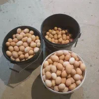 تخم مرغ محلی(رسمی) تازه و به روز از درب مرغداری|خوردنی و آشامیدنی|تهران, مسعودیه|دیوار