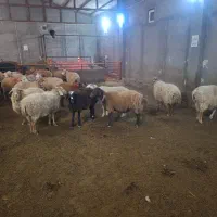 گوسفند شیشک آبستن دو ماهه|حیوانات مزرعه|نیر (اردبیل), |دیوار