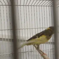 قناری ماده|پرنده|نسیم‌شهر, |دیوار