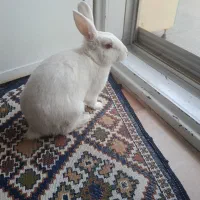 خرگوش نژاد آلبینو|موش و خرگوش|زرند, |دیوار