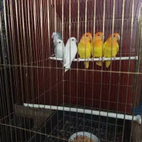 طوطی بریزیلی|پرنده|قائن, |دیوار