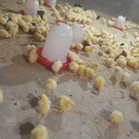 جوجه گوشتی و کاکلی