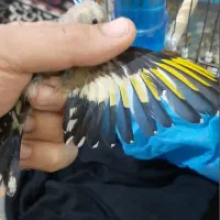 سهره|پرنده|آبادان, |دیوار