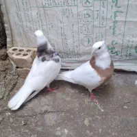 کبوتر طوقی|پرنده|شوش, |دیوار