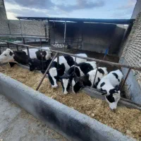 گوساله ماده