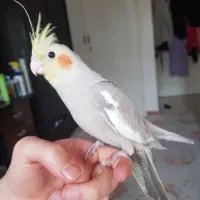 عروس هلندی نر|پرنده|تهران, هفده شهریور|دیوار