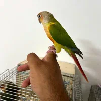جوجه گرینچیک آناناسی اکستریم رد فول دستی|پرنده|تهران, اقدسیه|دیوار