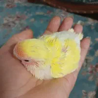 جوجه طوطی برزیلی