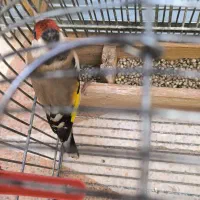 ماده سهره دورگ سرسیاه