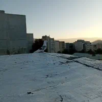 دو پرنده پرشتی|پرنده|خرمآباد, |دیوار