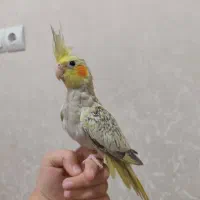 جوجه طوطی عروس هلندی ماده بالغ